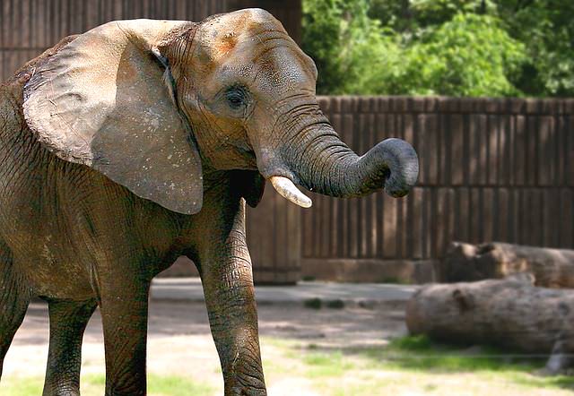 słoń w zoo